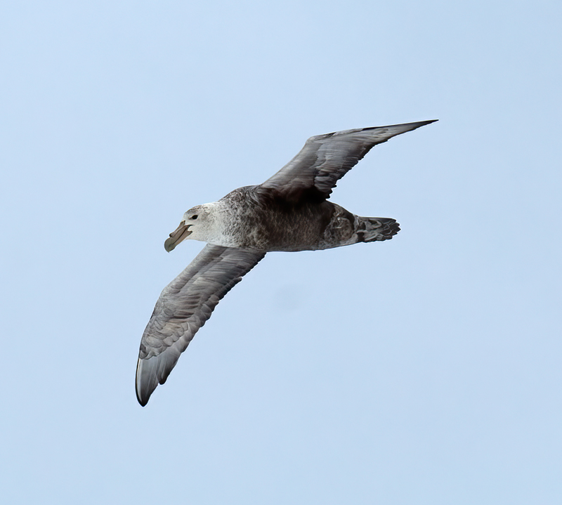 Southern_Giant_Petrel_07_Antarctica_035