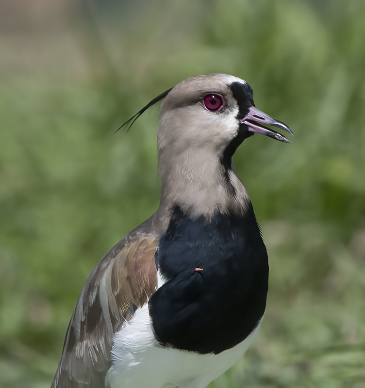 Southern_Lapwing_17_Costa_Rica_001