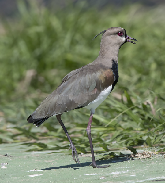 Southern_Lapwing_17_Costa_Rica_002