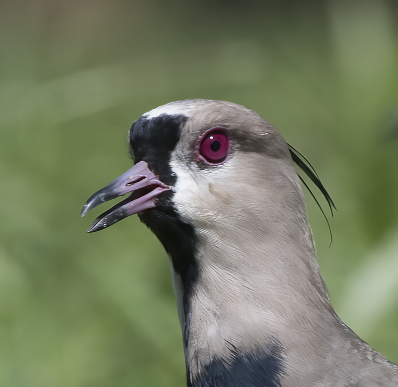Southern_Lapwing_17_Costa_Rica_005