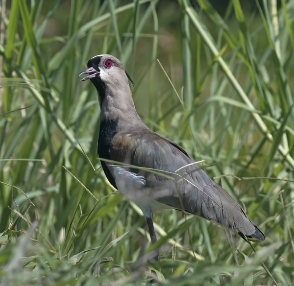 Southern_Lapwing_17_Costa_Rica_029