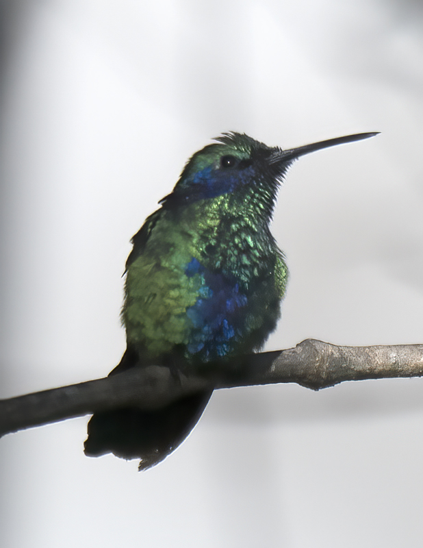 Sparkling_Violetear_17_Peru_031