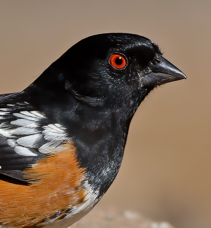 Spotted_Towhee_12_CA_013