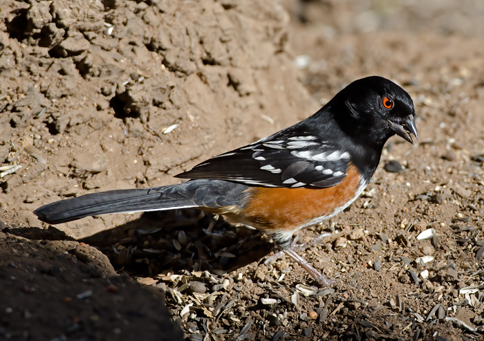 Spotted_Towhee_12_CA_033