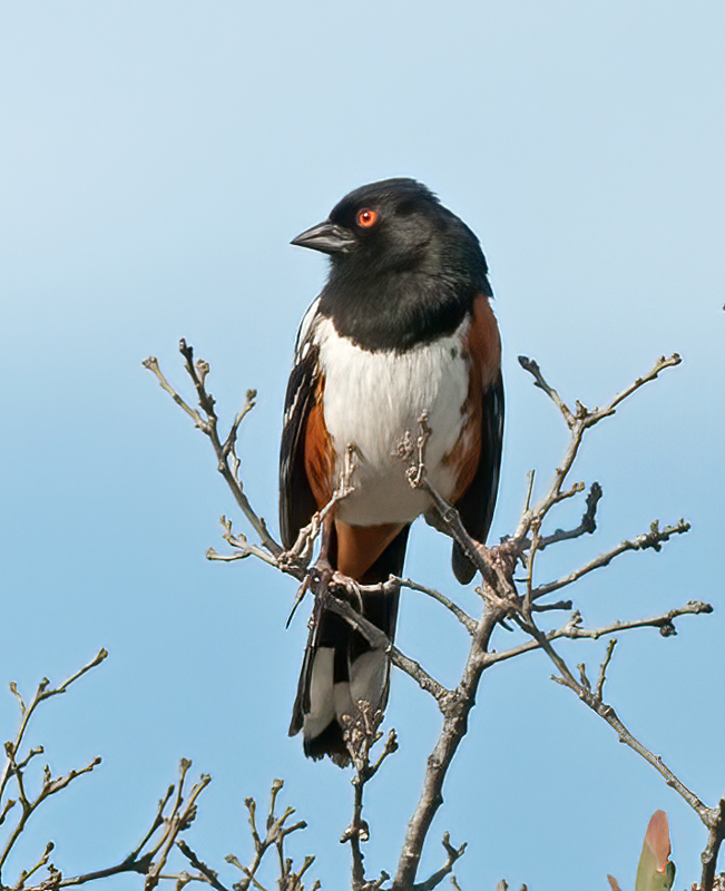 Spotted_Towhee_14_CA_004