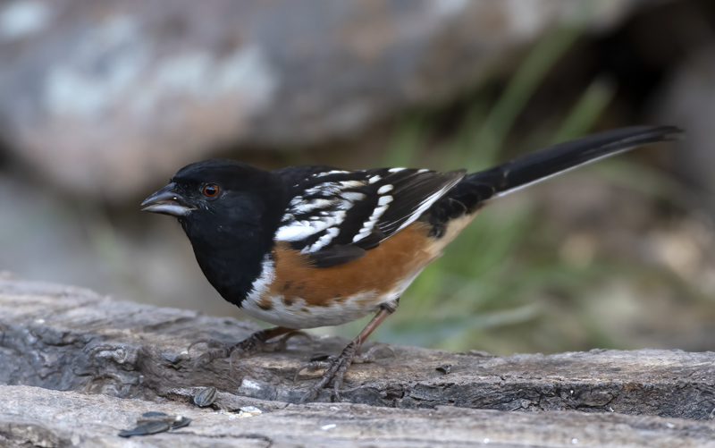 Spotted_Towhee_19_TX_006