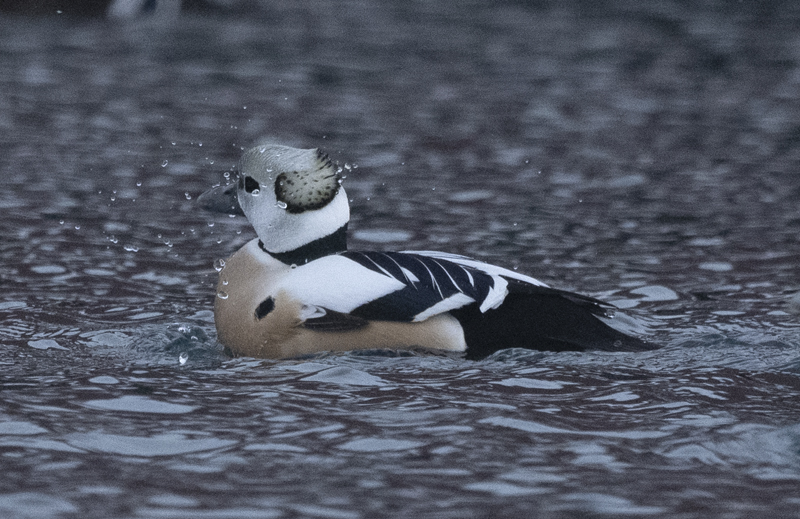 Stellers_Eider_23_Norway_121