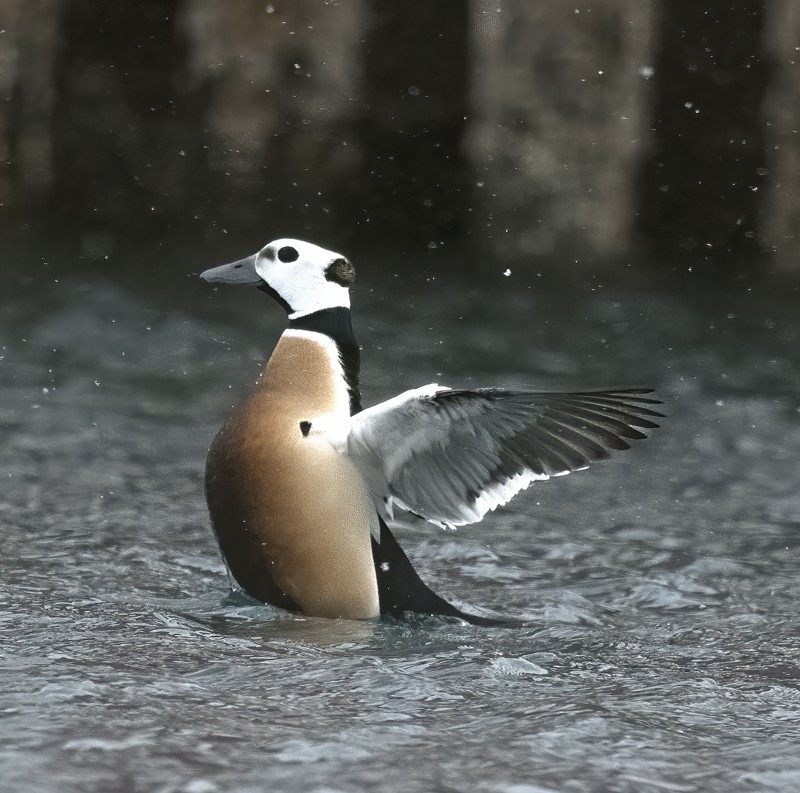 Stellers_Eider_23_Norway_151