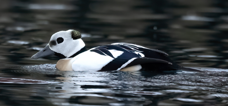 Stellers_Eider_23_Norway_183