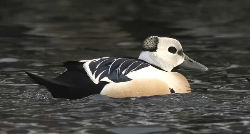 Stellers_Eider_23_Norway_219