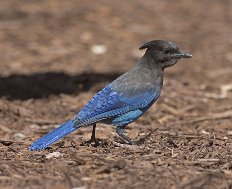 Stellers_Jay_15_CA_023