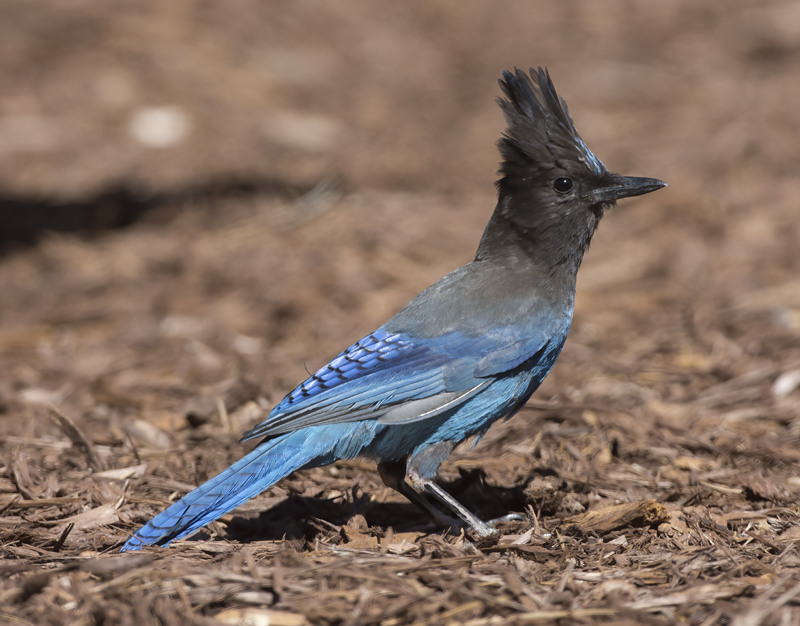 Stellers_Jay_15_CA_041