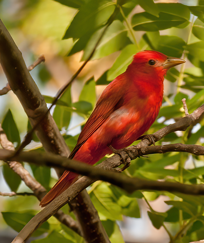 Summer_Tanager_14_CA_001