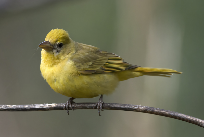 Summer_Tanager_15_AZ_029
