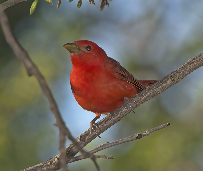 Summer_Tanager_15_AZ_045