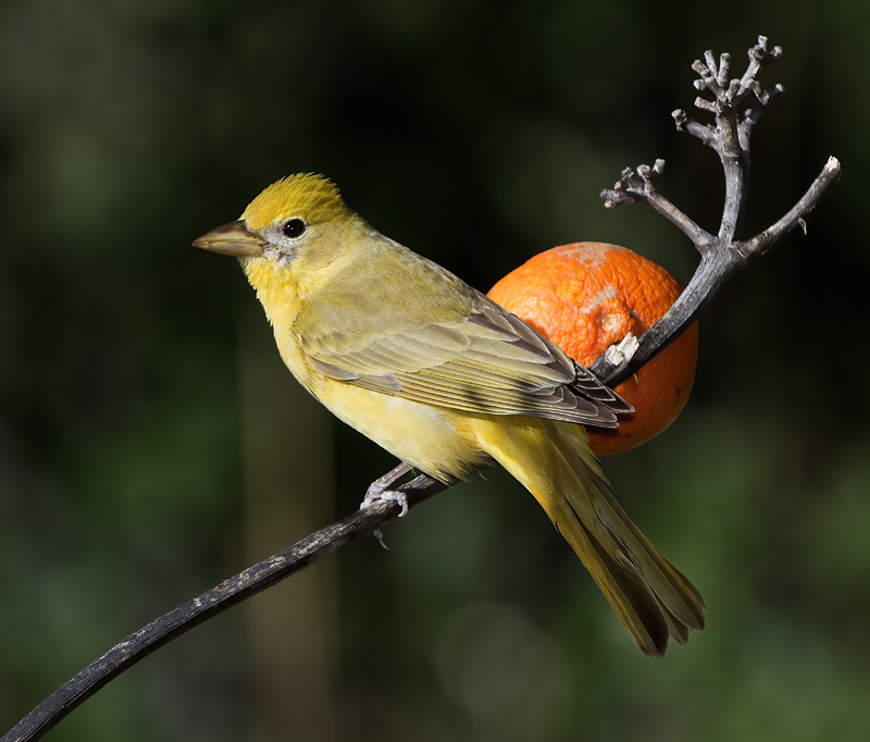 Summer_Tanager_15_AZ_047