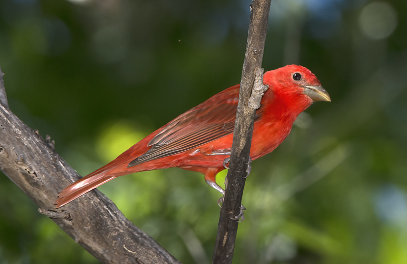 Summer_Tanager_15_AZ_049