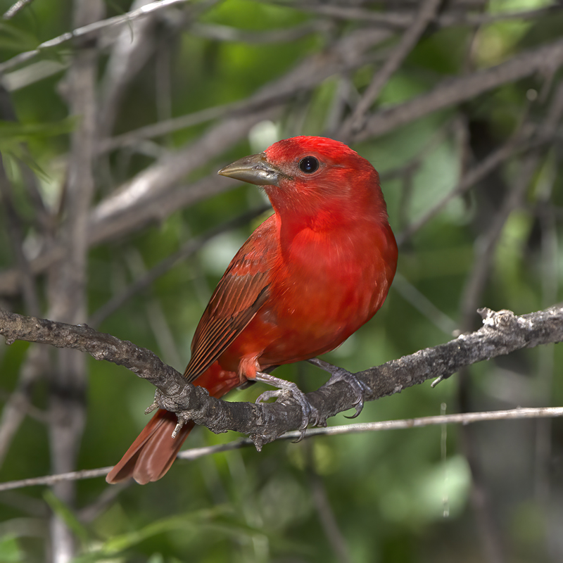 Summer_Tanager_15_AZ_050