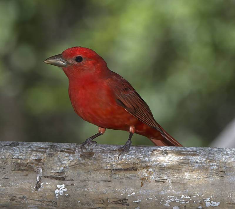 Summer_Tanager_15_AZ_055