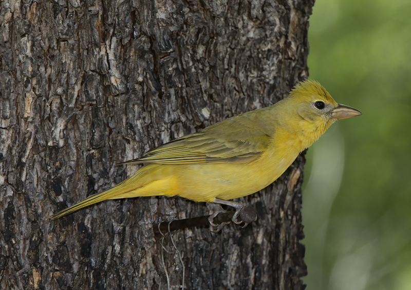Summer_Tanager_15_AZ_058