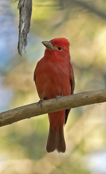 Summer_Tanager_16_CA_007