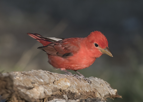 Summer_Tanager_16_CA_022