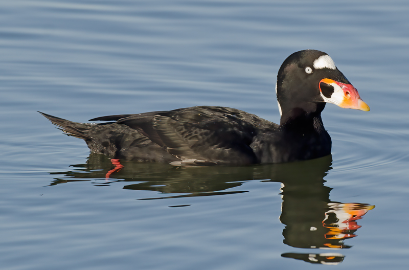 Surf_Scoter_10_CA_009