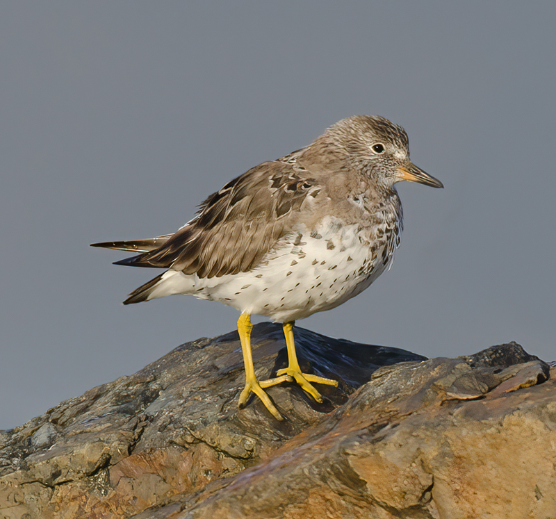 Surfbird_14_CA_005