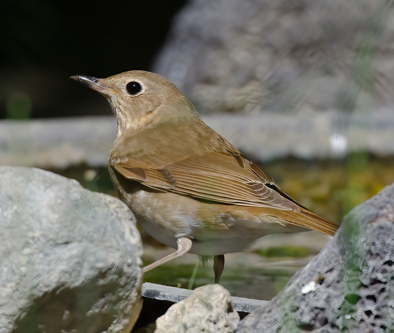 Swainsons_Thrush_13_CA_001