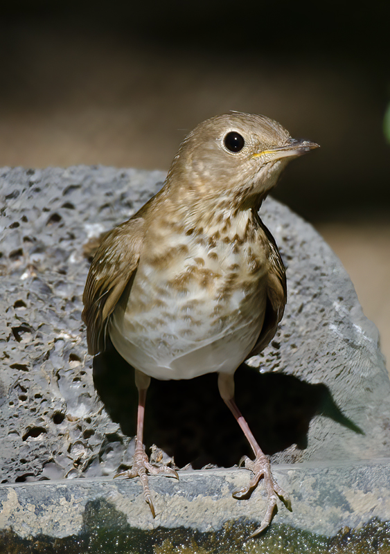 Swainsons_Thrush_13_CA_004