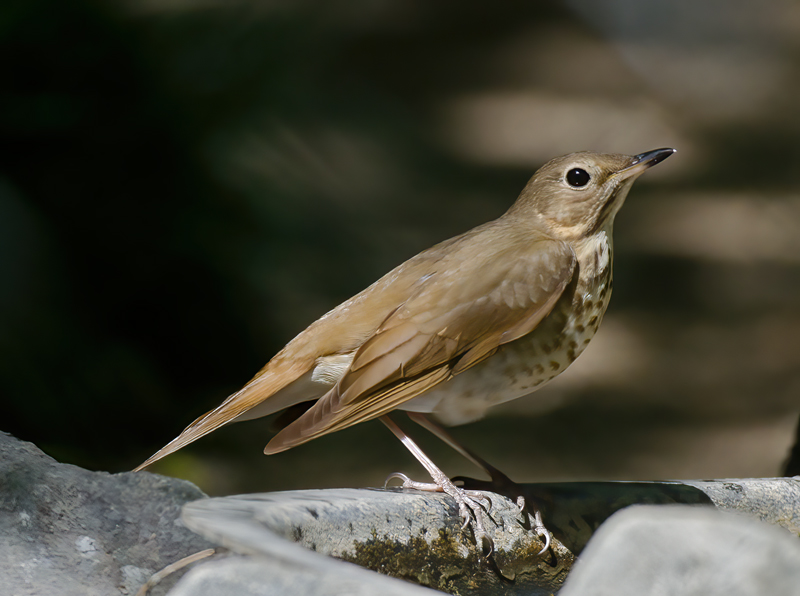 Swainsons_Thrush_13_CA_005