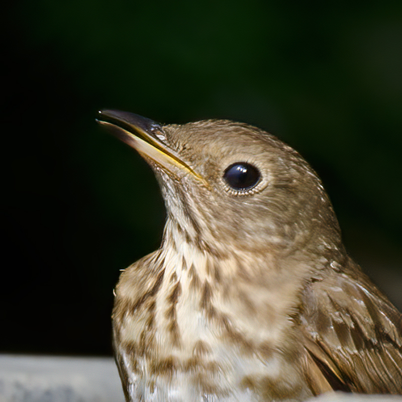 Swainsons_Thrush_13_CA_009