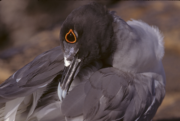 Swallow_tailed_Gull_97_Galapagos_001