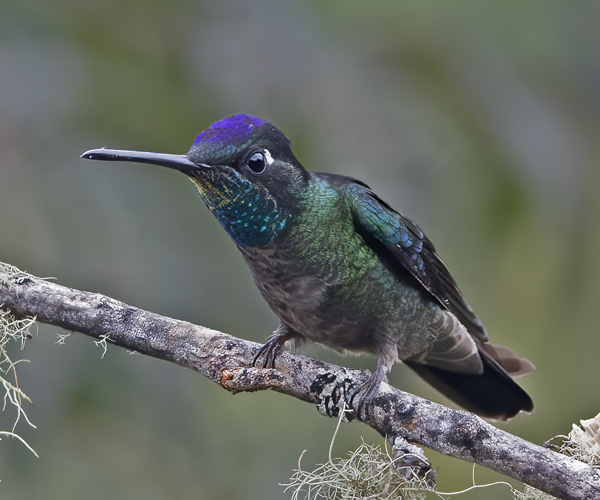 Talamanca_Hummingbird_17_Costa_Rica_025