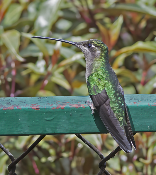 Talamanca_Hummingbird_17_Costa_Rica_032