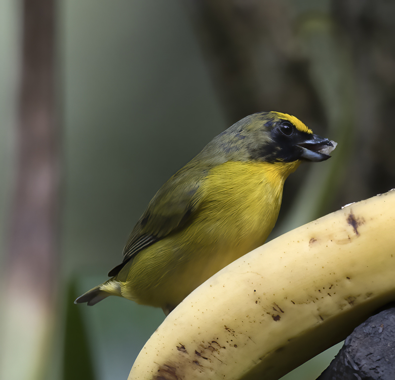 Thick_billed_Euphonia_17_Peru_033