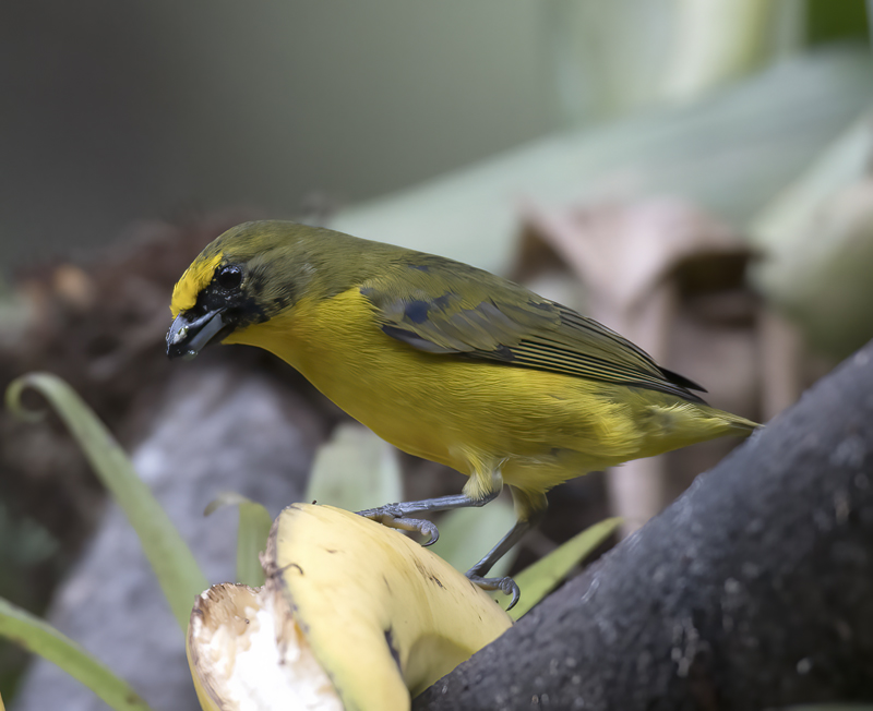 Thick_billed_Euphonia_17_Peru_039