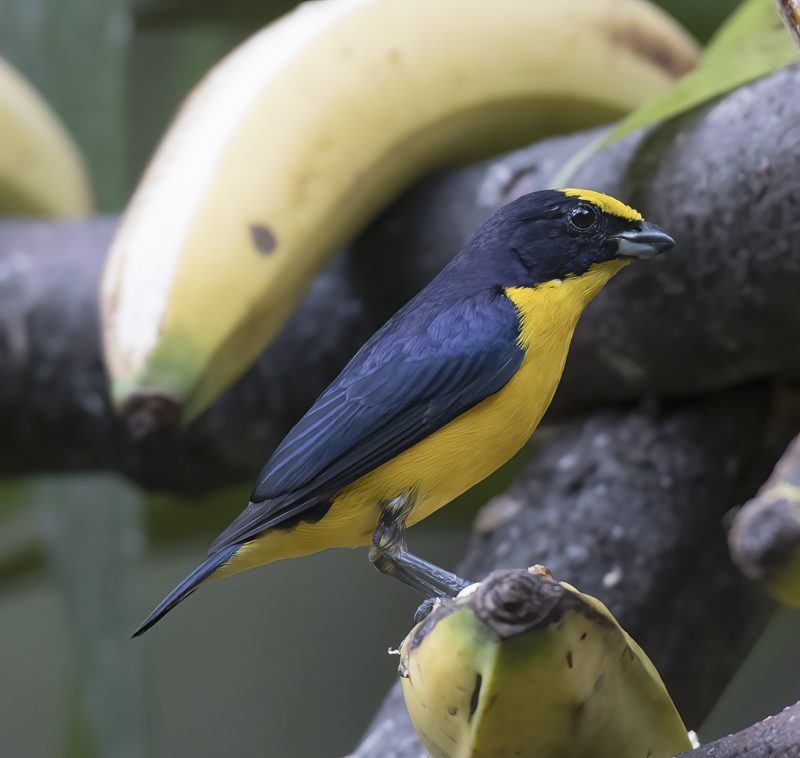 Thick_billed_Euphonia_17_Peru_050
