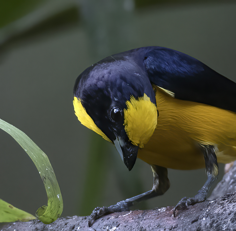 Thick_billed_Euphonia_17_Peru_052
