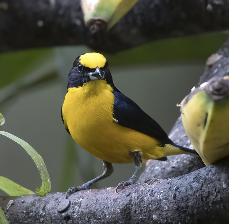 Thick_billed_Euphonia_17_Peru_054
