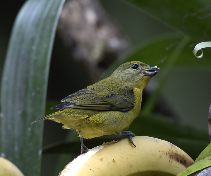 Thick_billed_Euphonia_17_Peru_061