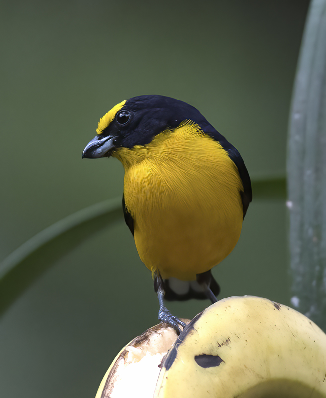 Thick_billed_Euphonia_17_Peru_063