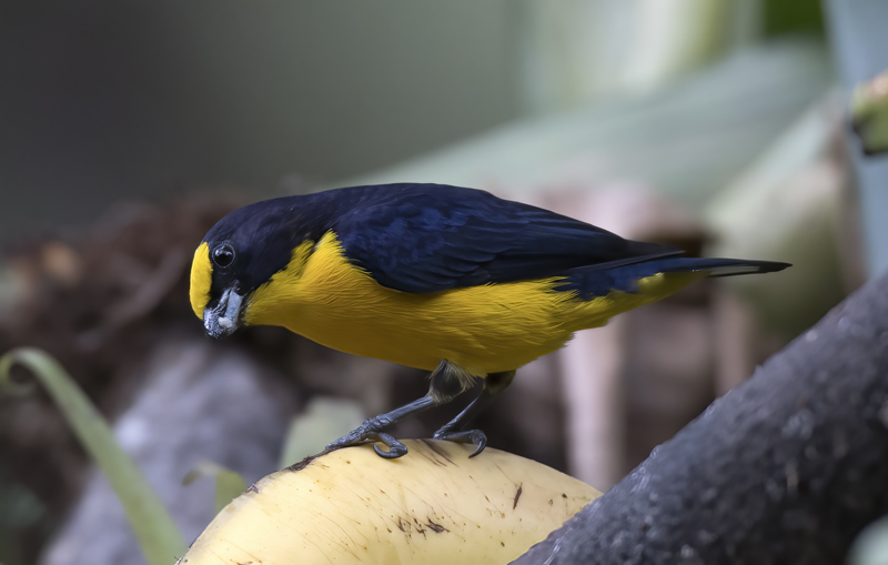 Thick_billed_Euphonia_17_Peru_068