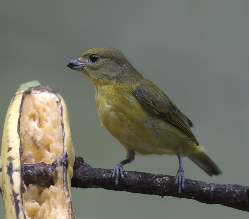 Thick_billed_Euphonia_17_Peru_132