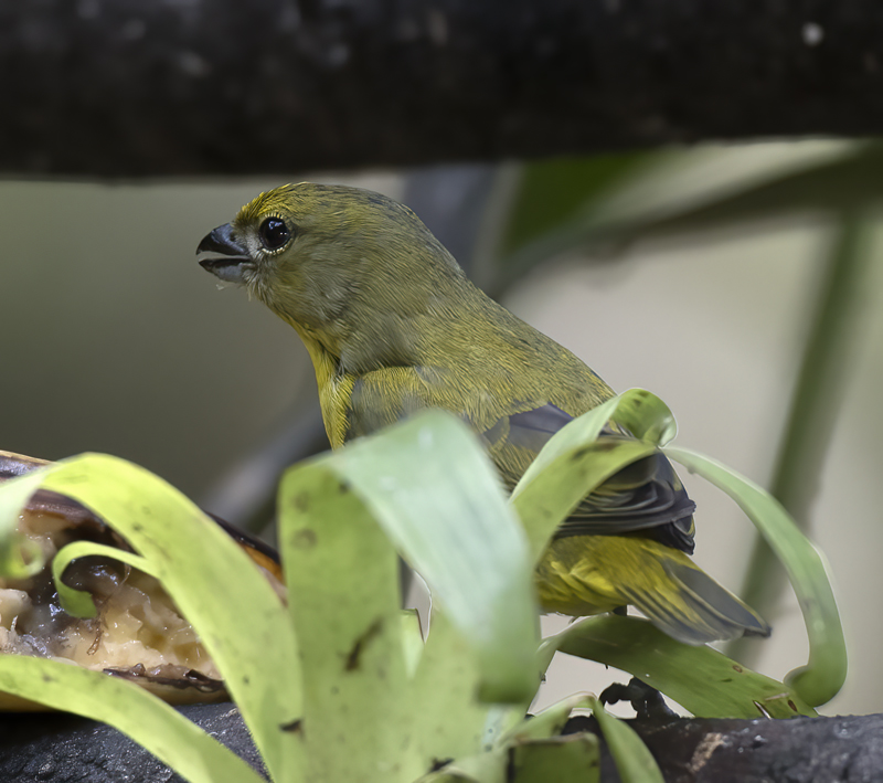 Thick_billed_Euphonia_17_Peru_139