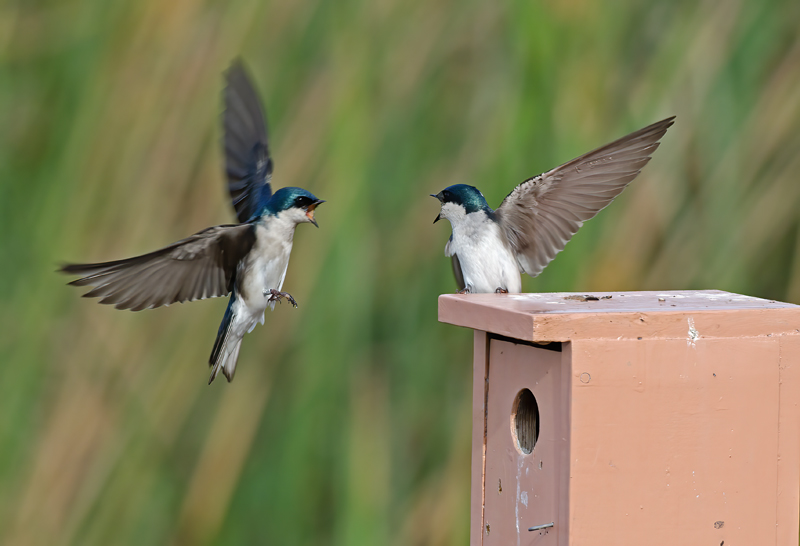 Tree_Swallow_14_CA_033