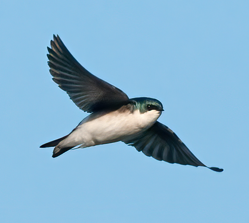 Tree_Swallow_14_CA_059