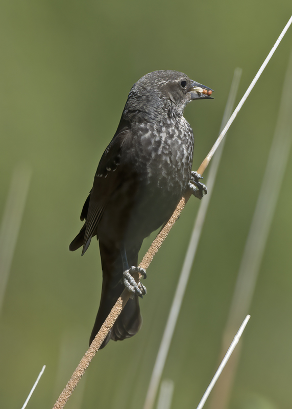 Tricolored_Blackbird_15_CA_024