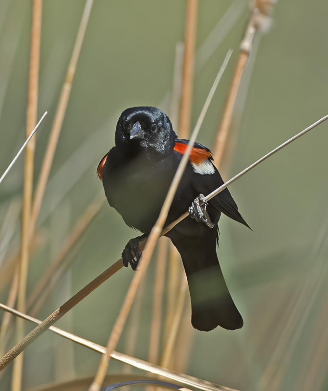 Tricolored_Blackbird_15_CA_043