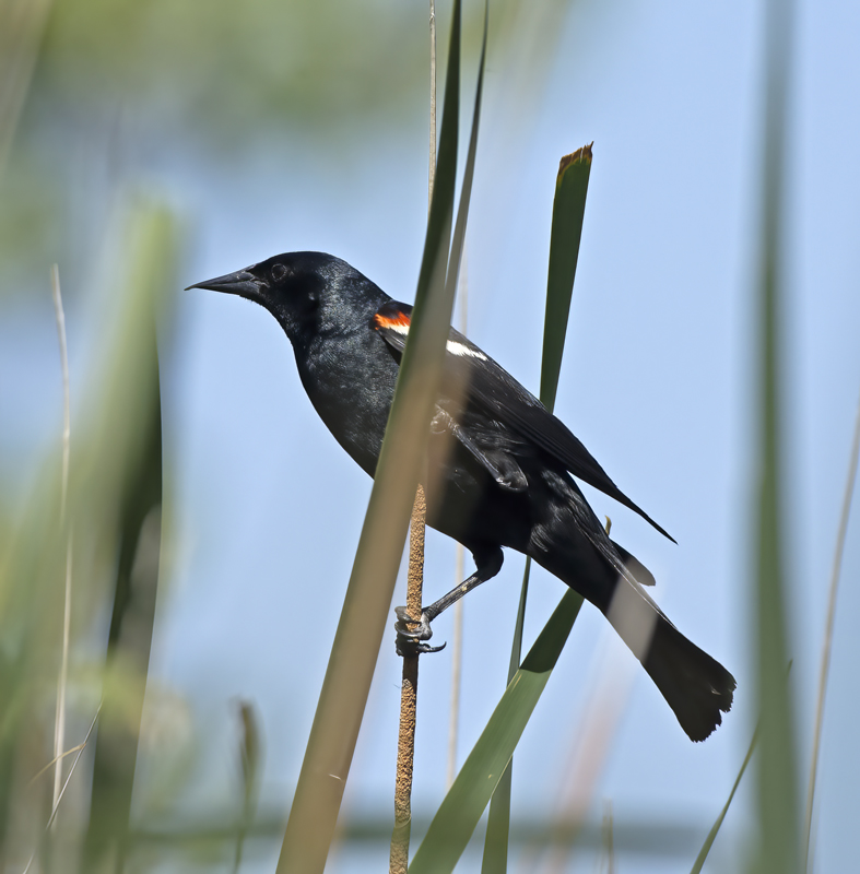 Tricolored_Blackbird_15_CA_048